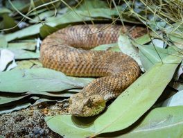 common death adder