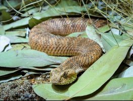 common death adder