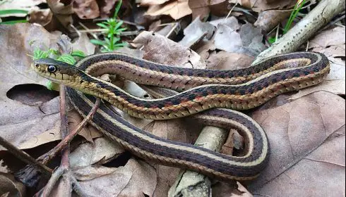 common garter snake