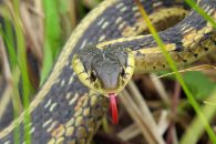 common garter snake