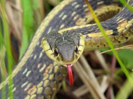 common garter snake