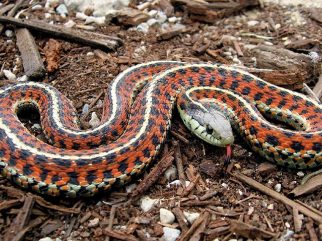 common garter snake
