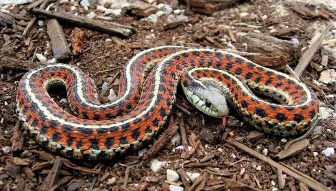 common garter snake