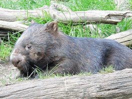 common wombat