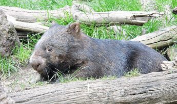 common wombat