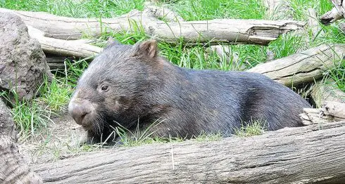 common wombat