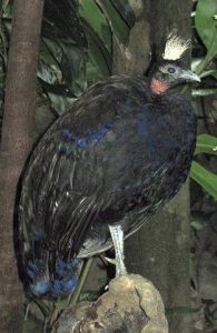 congo peafowl