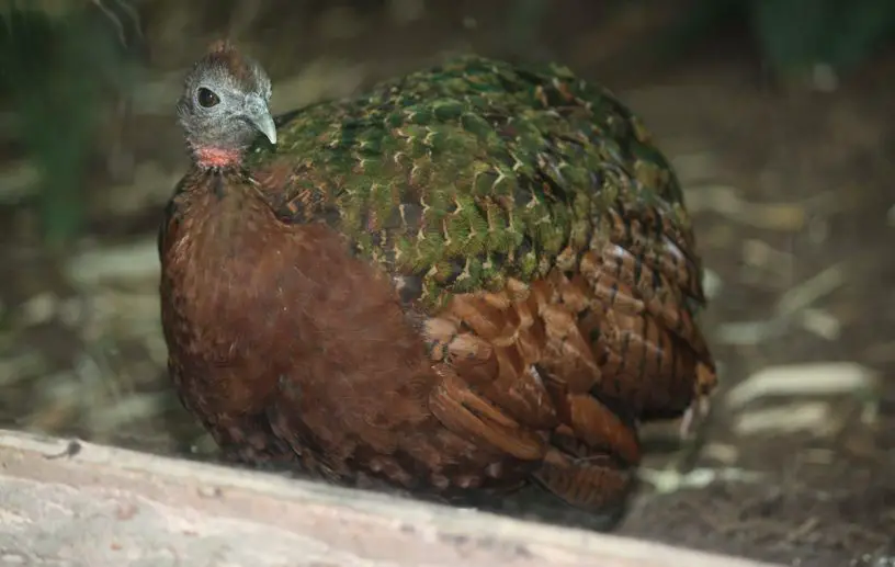 congo peafowl