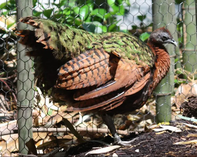 congo peafowl