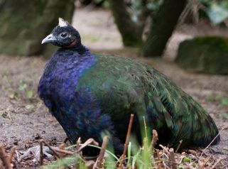 congo peafowl