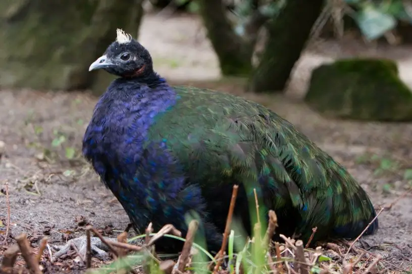 congo peafowl