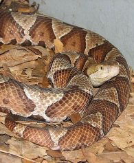 copperhead