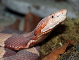 copperhead