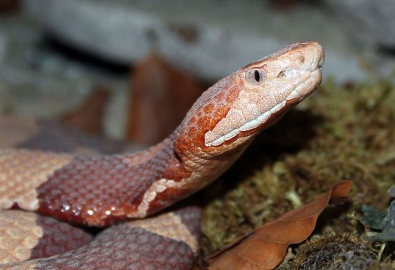 copperhead