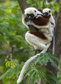 Coquerel's Sifaka