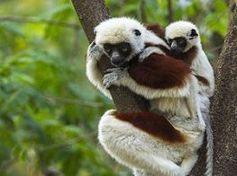 Coquerel's Sifaka