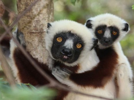 Coquerel's Sifaka