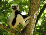 Coquerel's Sifaka