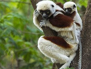 Coquerel's Sifaka