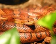 Corn Snake