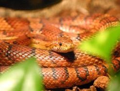 Corn Snake