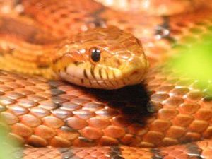 Corn Snake