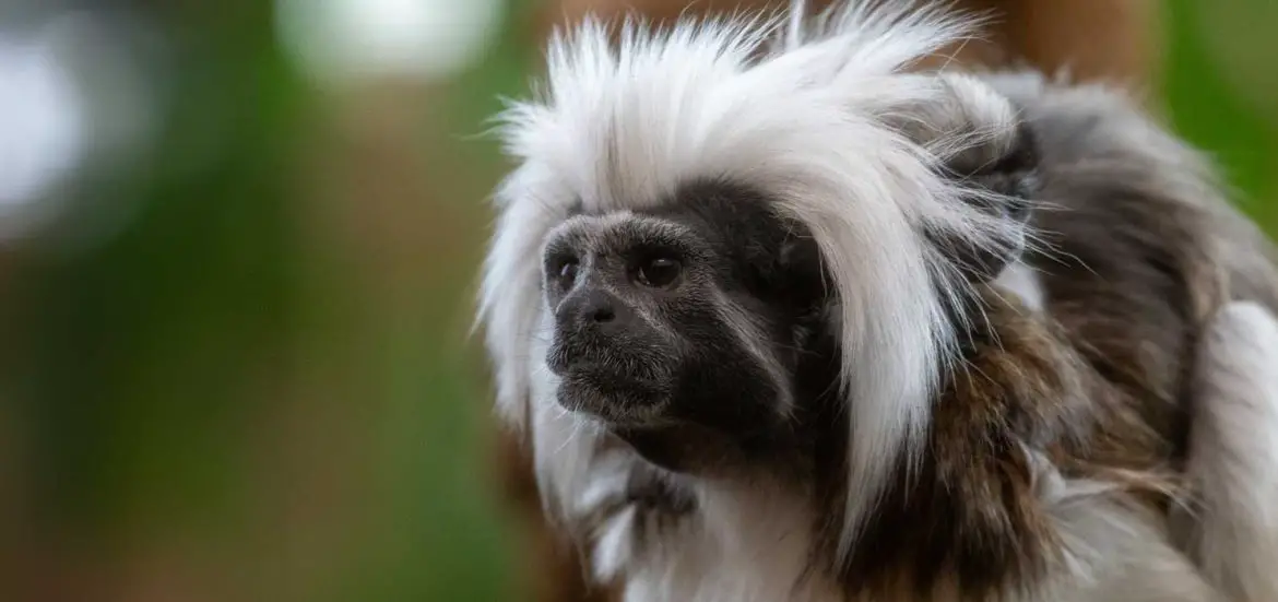 Cotton Top Tamarin Baby Potter Park Zoo