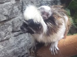Cotton Top Tamarin Infant Idaho Falls Zoo