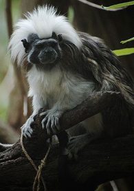 Cotton top tamarin
