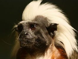 Cotton top tamarin
