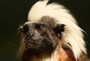 Cotton top tamarin