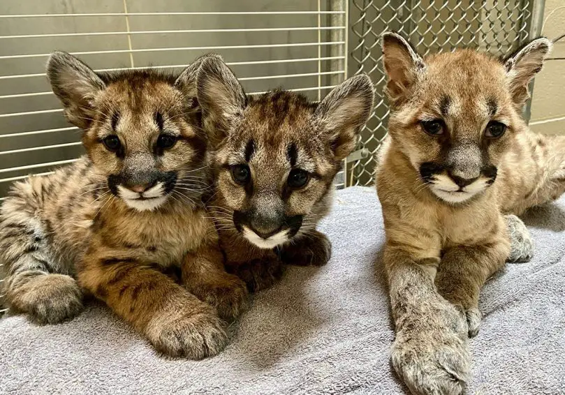 rescued mountain lion cubs oakland zoo