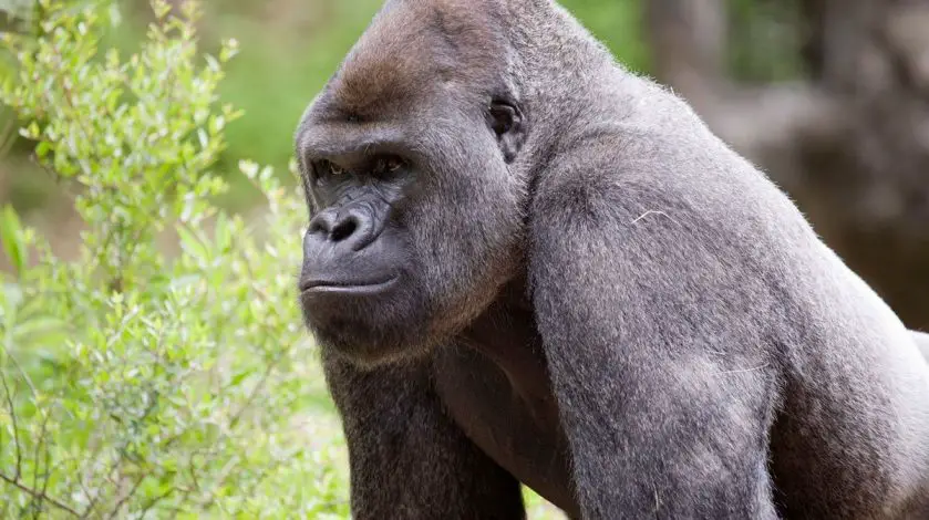 Gorillas Test for Covid-19 at Zoo Atlanta