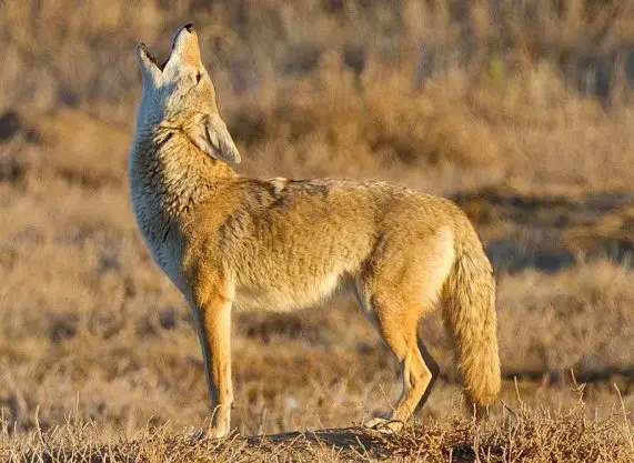 coyote