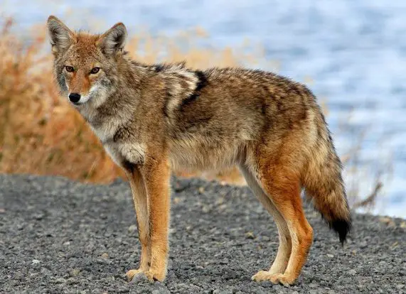 coyote