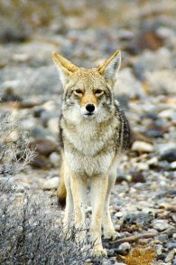 coyote