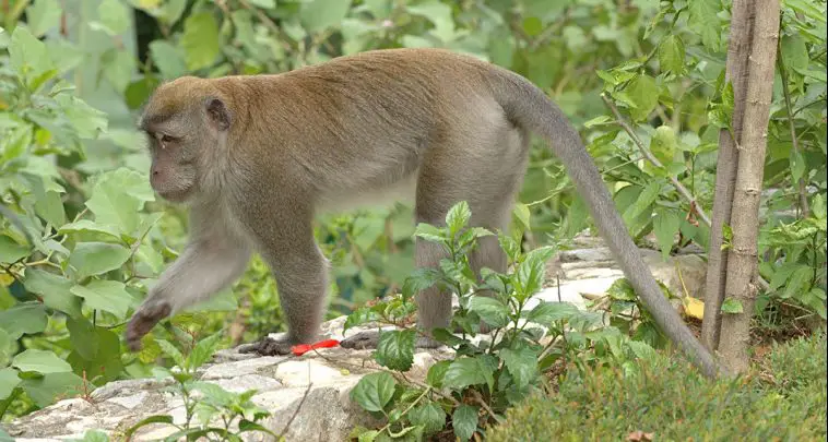 Crab-Eating Macaque