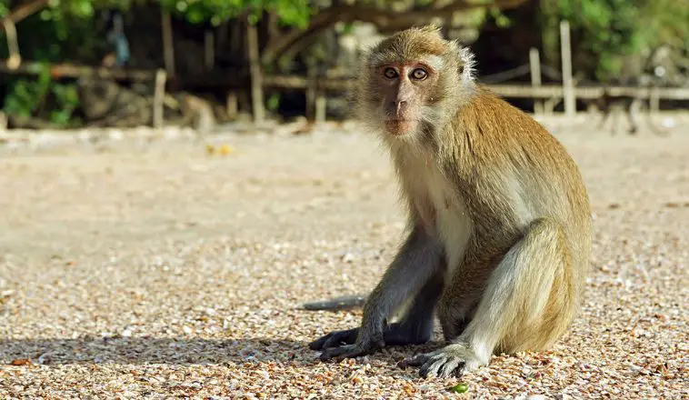 Crab-Eating Macaque
