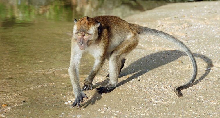 Crab-Eating Macaque