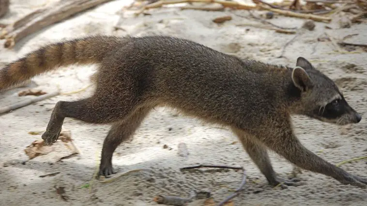 Crab-eating racoon