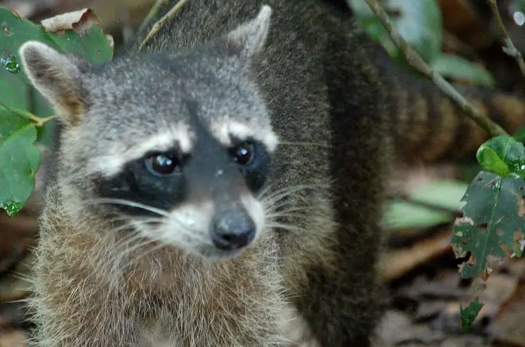 Crab-eating racoon