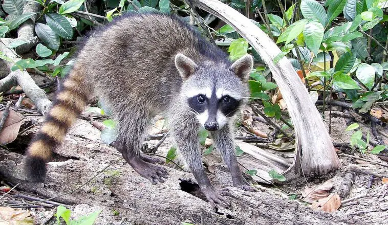 Crab-eating racoon