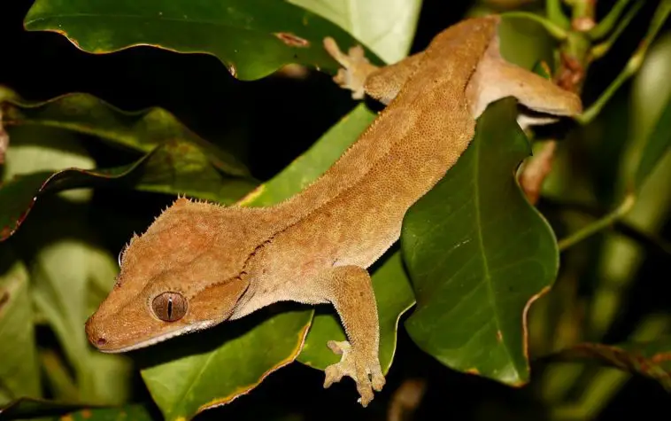 Crested Gecko