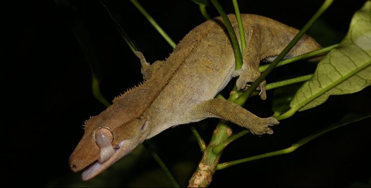 Crested Gecko