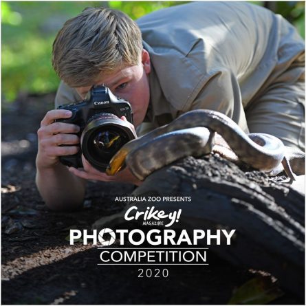 australia zoo photography competition