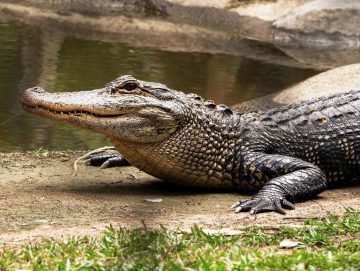 crocodilians
