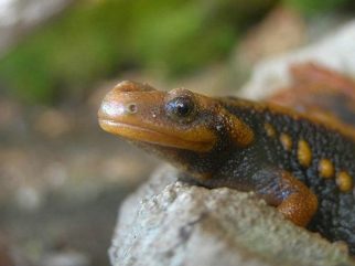 crocodile newt