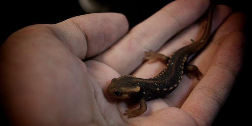 crocodile newt