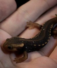 crocodile newt