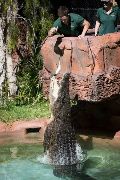 perth zoo saltwater crocodile